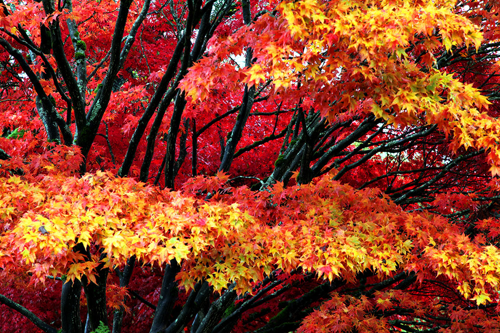 autumn trees british columbia