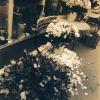 Flower Shop, Montmartre, Paris