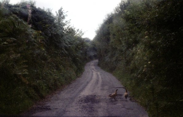 Two Partridge, United Kingdom